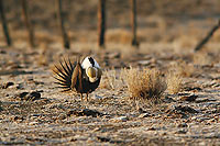 Great Sage Grouse
